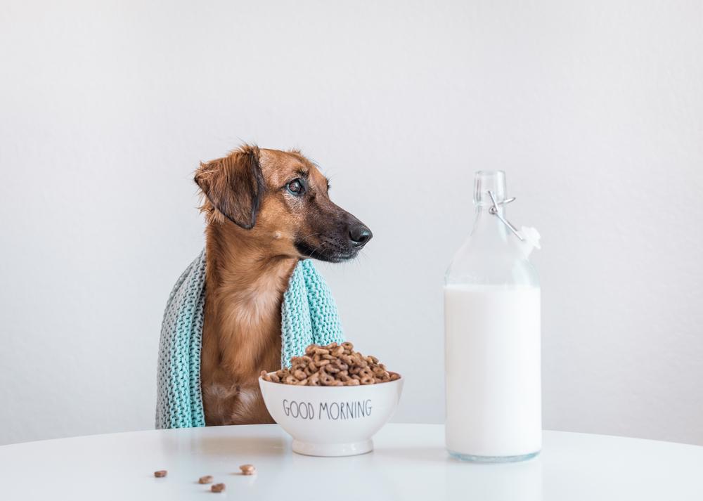 Специализированные собачьи молочные продукты: