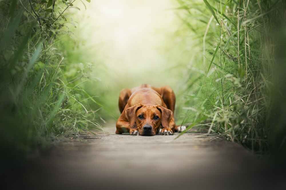 Риджбек в парке