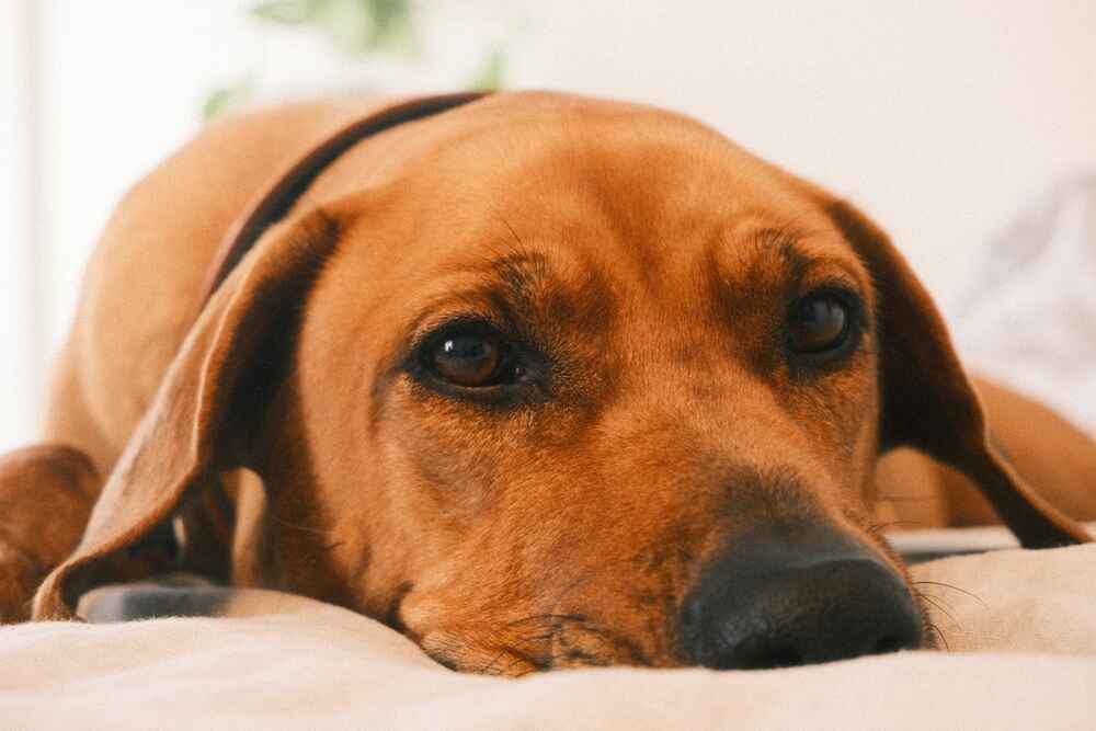 Риджбек на кровати