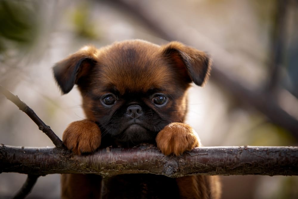 Милый пти-брабансон