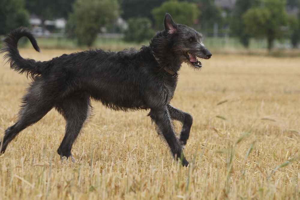 Черный ирландский волкодав