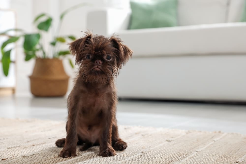 Щенок бельгийского гриффона сидит