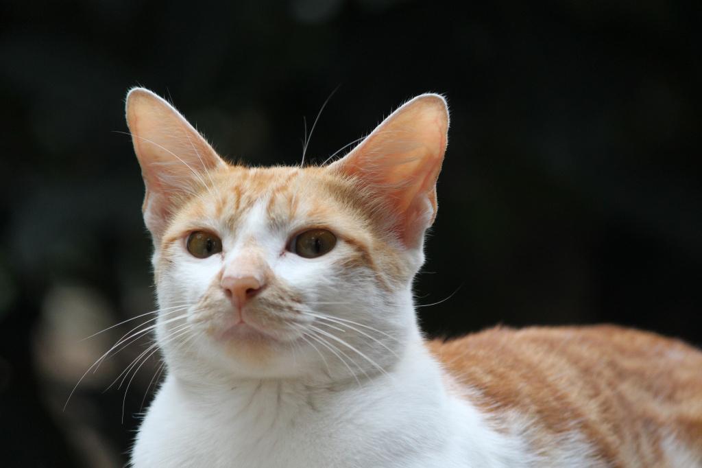 Понос у кошки: причины и лечение диареи