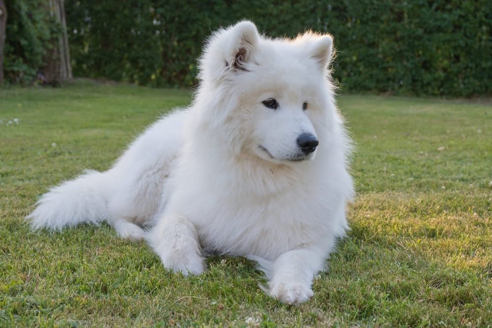 Порода собак самоед