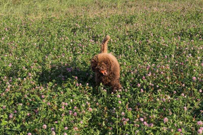 Гуляющий взрослый барбет