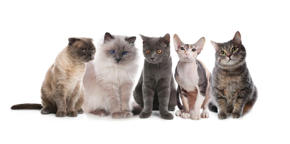 ТОП-20 самых популярных пород кошек – в мире и в России