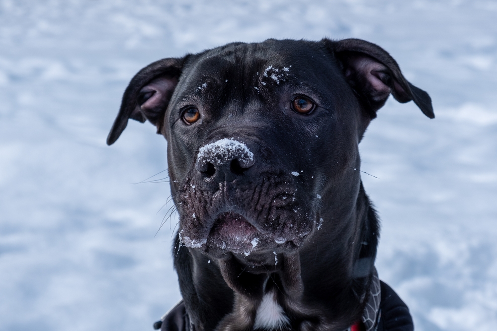 Черный питбультерьер зимой