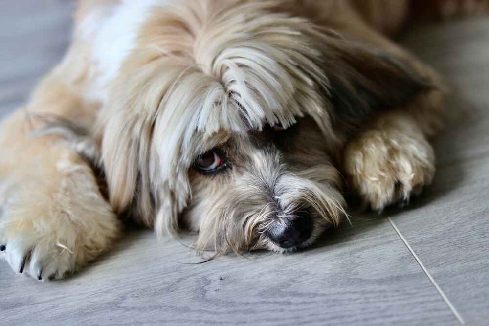 Тибетский терьер на отдыхе