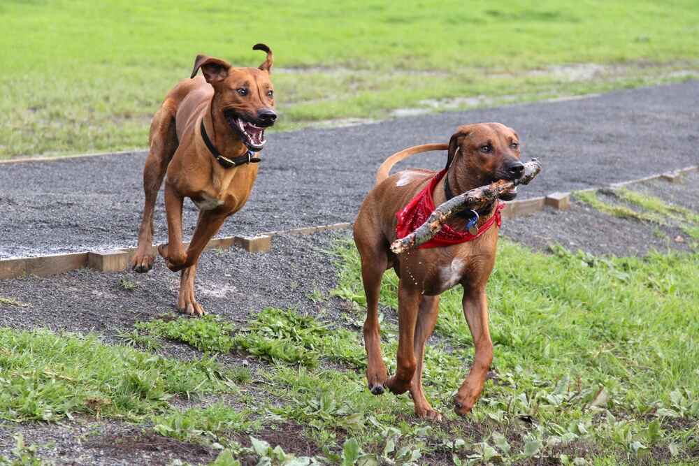 Два риджбека