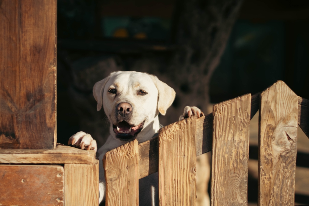 Белый лабрадор у ограды