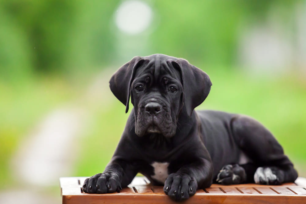 Щенок кане-корсо темного окраса