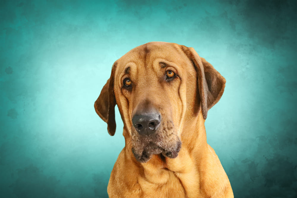 Брохольмер рыжего окраса