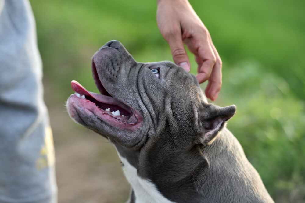 Изображениe — Милый американский булли Милый американский булли