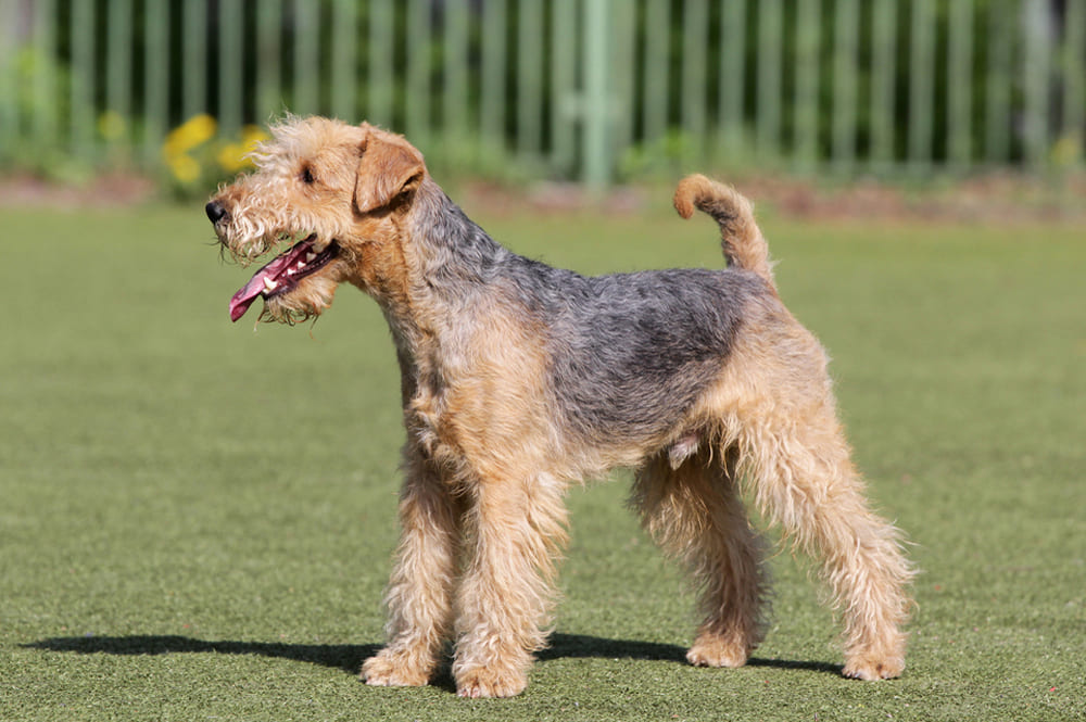Лейкленд-терьер прогуливается