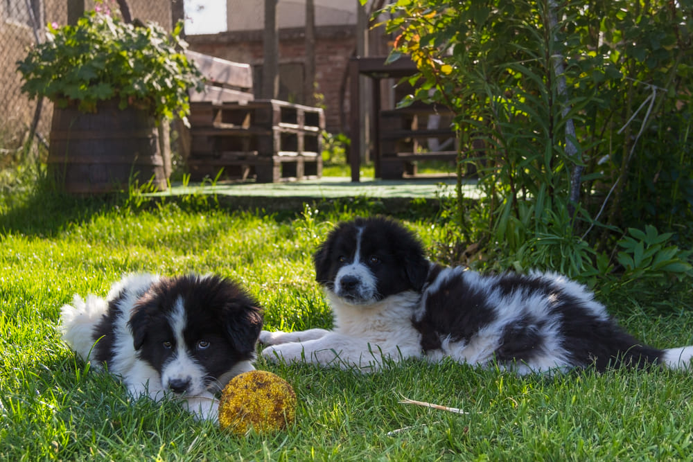 Два щенка болгарской овчарки в саду