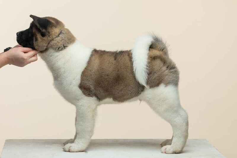 Щенок американской акиты стоит боком