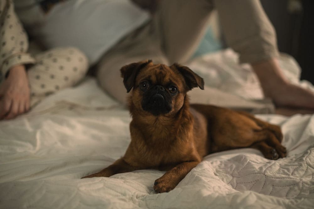 Порода собак пти-брабансон