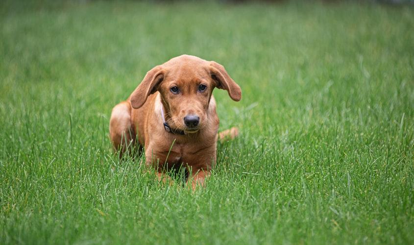 Копрофагия у четвероногих: почему собака ест кал 