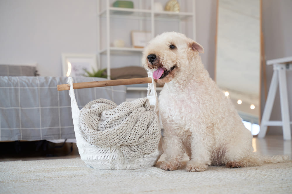 Ирландский мягкошерстный пшеничный терьер сидит боком