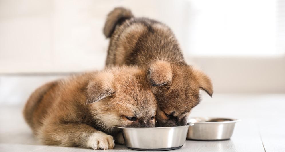 Можно ли кормить взрослую собаку кормом для щенков
