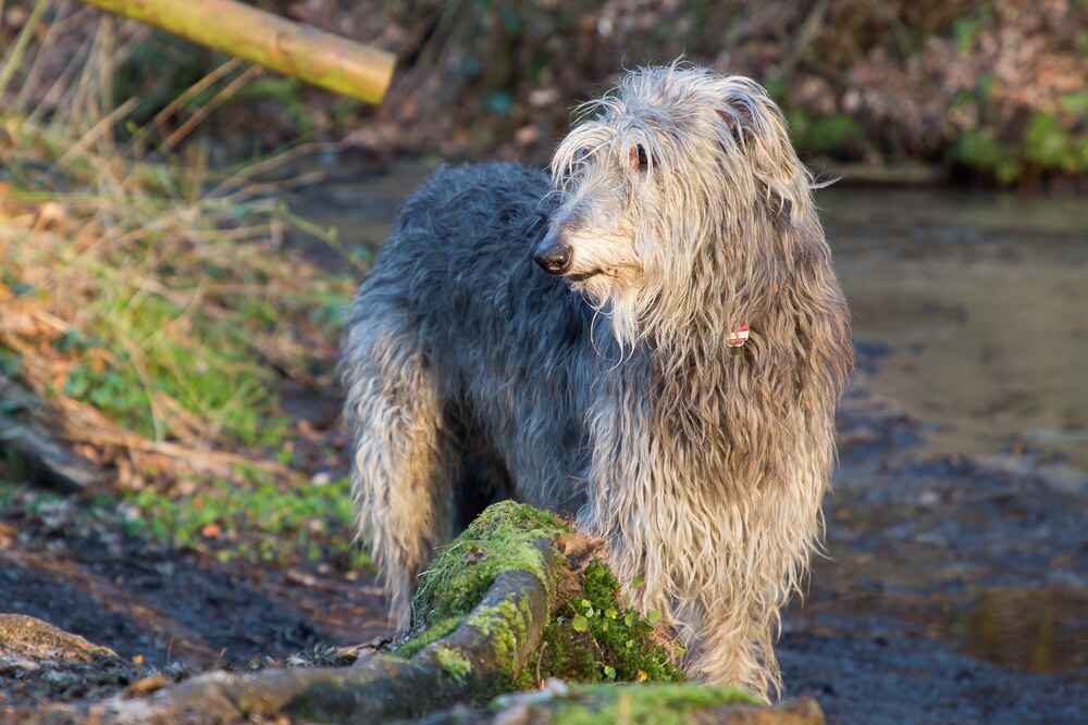 Дирхаунд гуляет