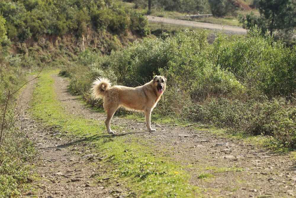 Анатолийская овчарка на дороге