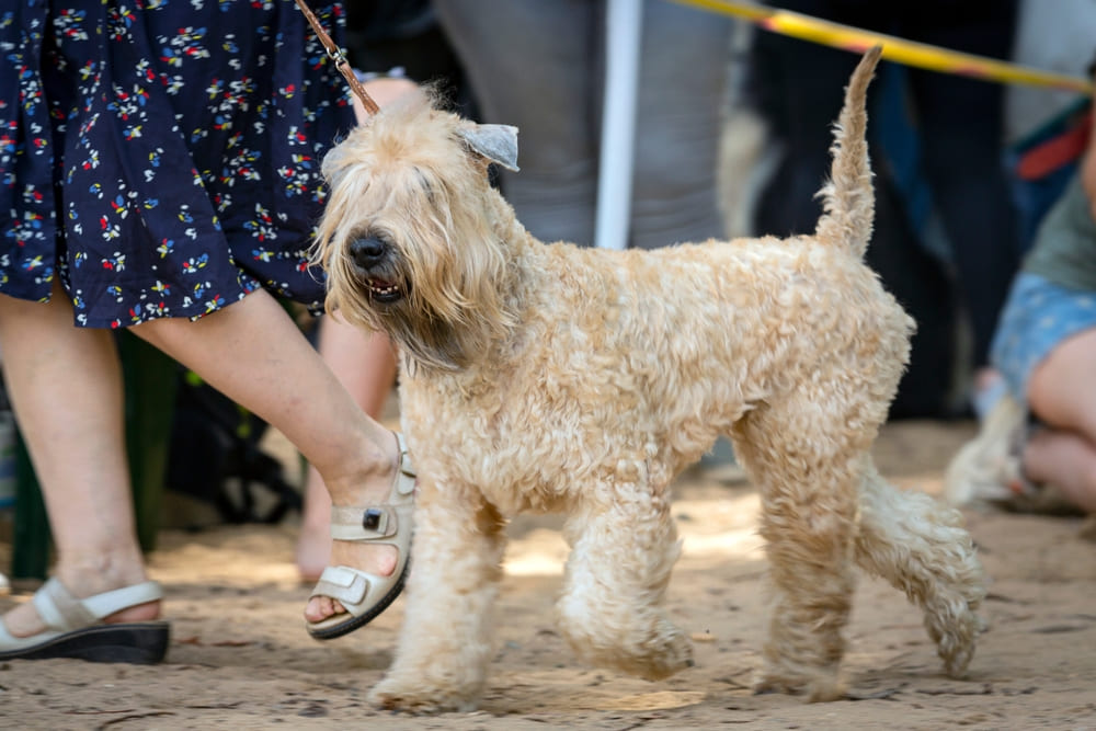 Ирландский мягкошерстный пшеничный терьер идет на поводке