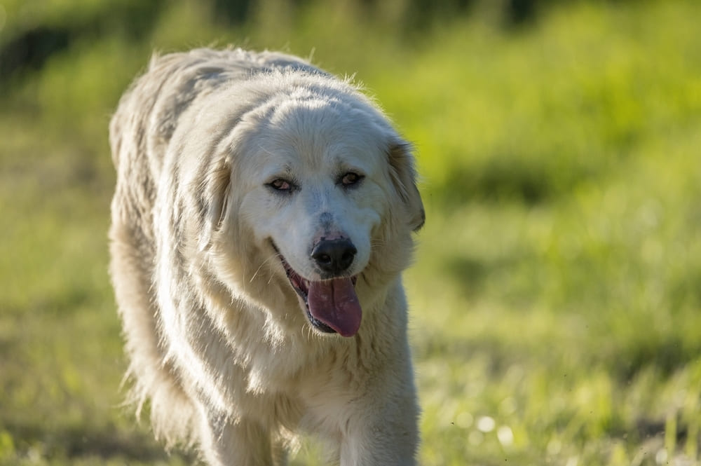 Пастушья пиренейская порода