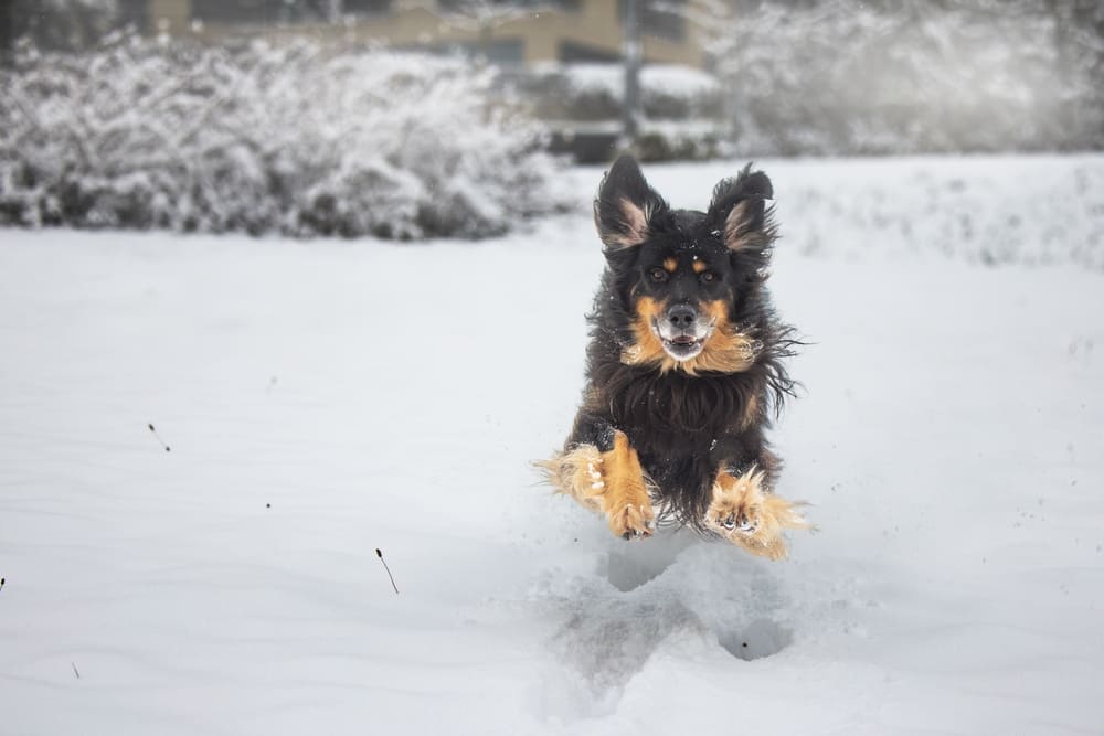 Ховаварт зимой