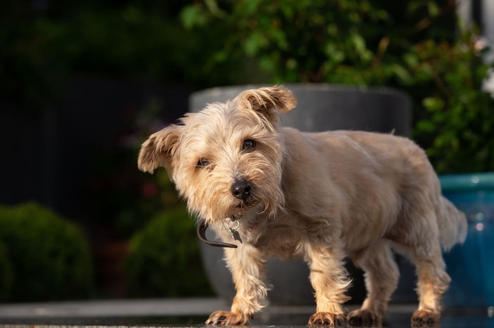 Норфолк-терьер стоит