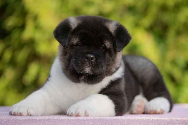 Серьезный щенок американской акиты