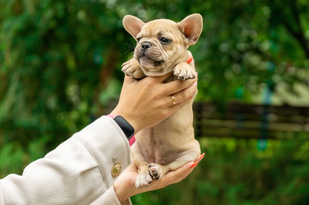Щенок французского бульдога светлого окраса