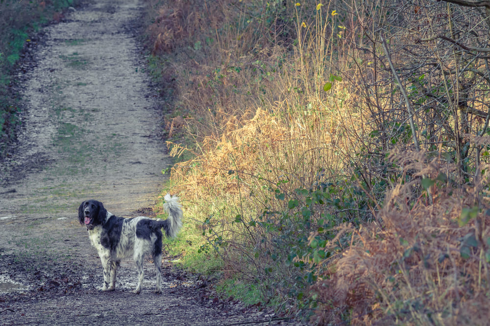 Большой мюнстерлендер на прогулке