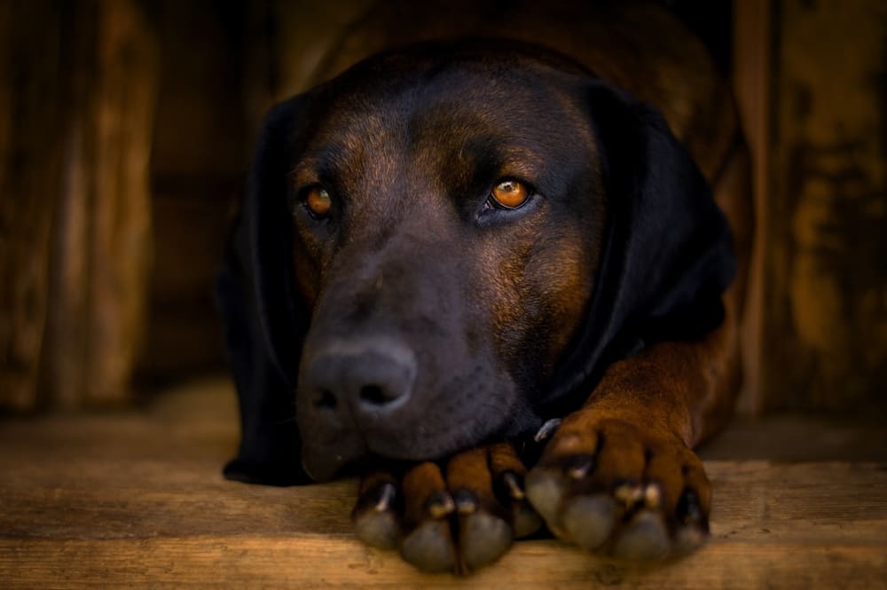 Морда горной гончей