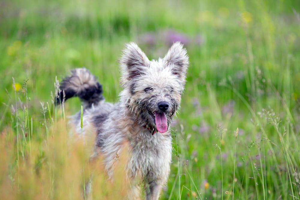 Пастушья собака пуми