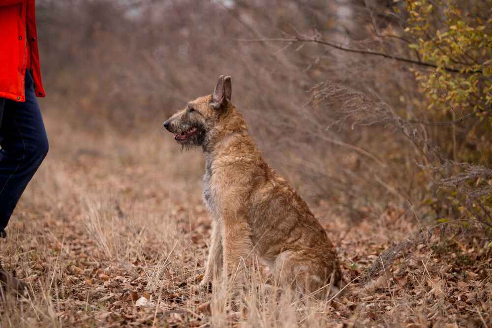 Сидящая на земле лакенуа