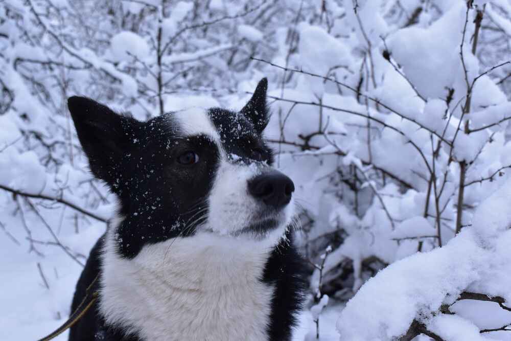Восточно-сибирская лайка зимой