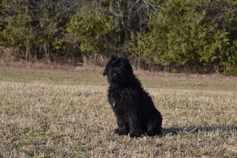 Фландрийский бувье сидит и смотрит