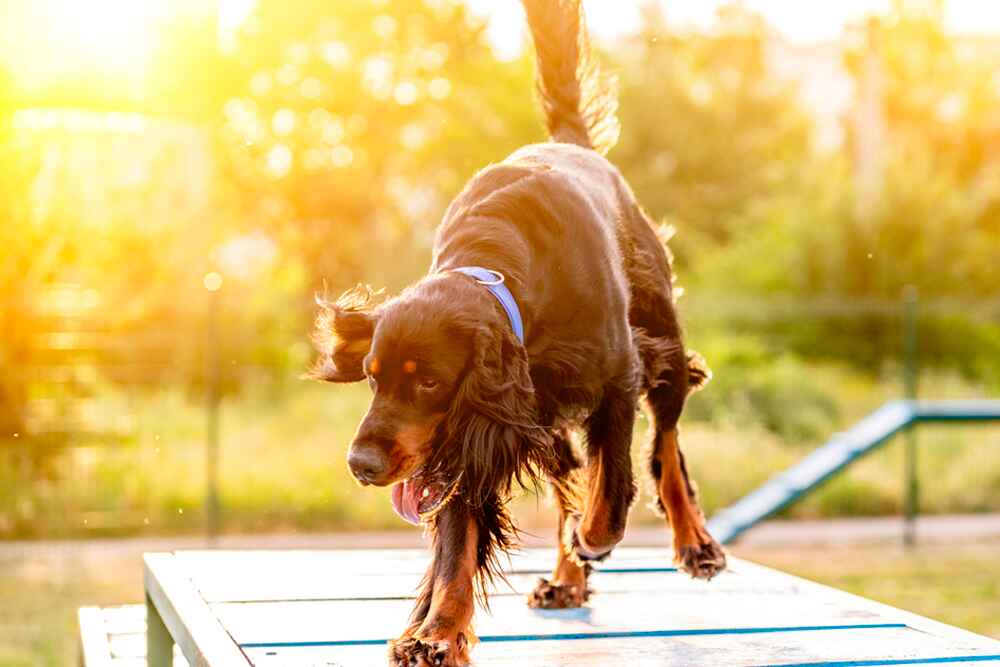 Изображениe — Это гордон-сеттер Это гордон-сеттер