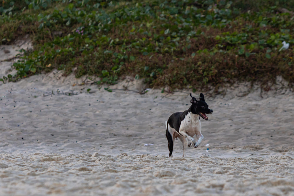 Бразильский терьер бегает по пляжу
