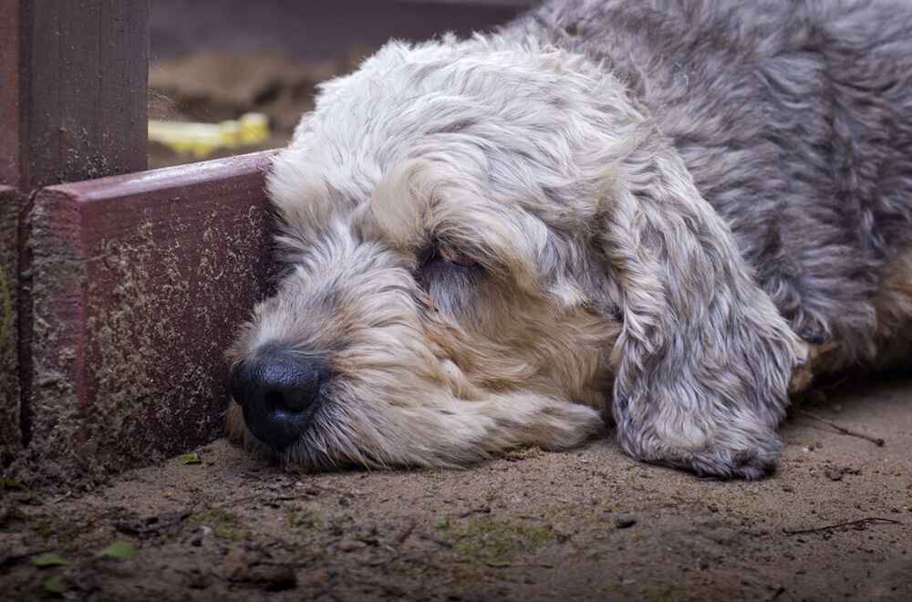 Спящий денди-динмонт-терьер