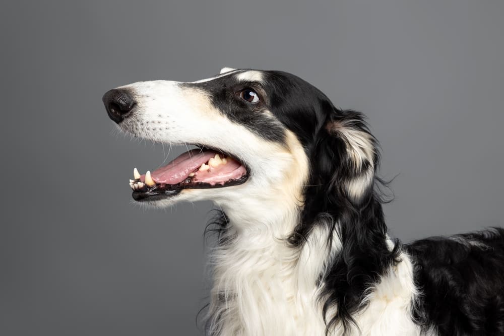 Русская псовая борзая на белом фоне