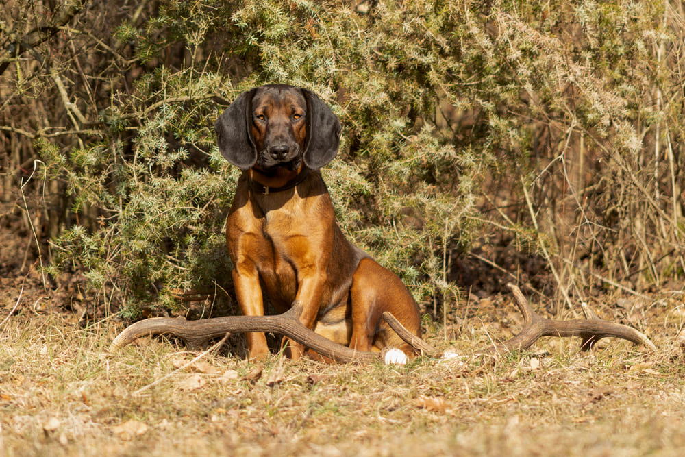 Баварская горная гончая на природе