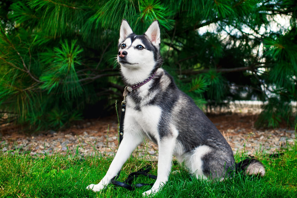 Порода собак кли-кай