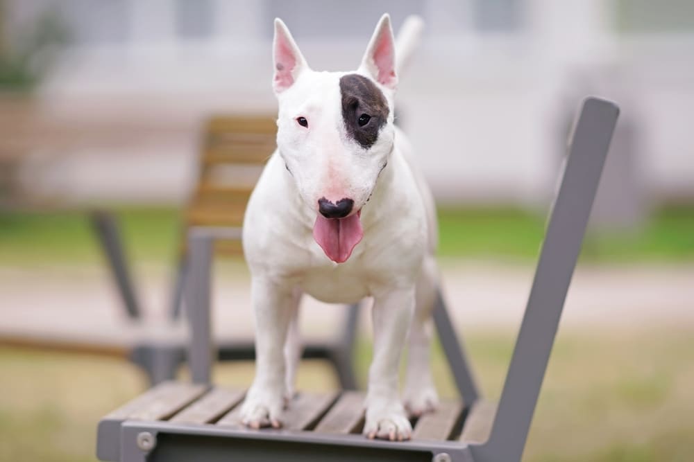 Бультерьер стоит на стуле