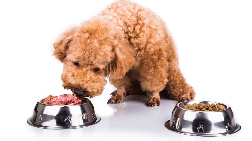 Смешанное питание для собак: допустимо ли оно?