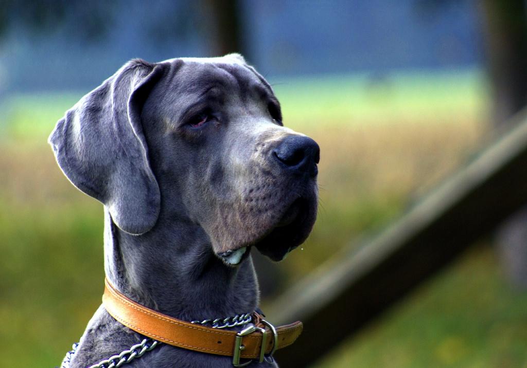 Разновидности породы дог: 14 собак с фото и описанием