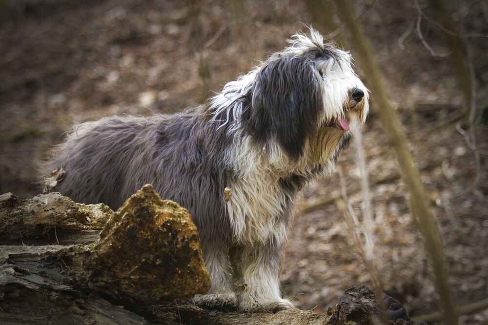 Бородатый колли стоит боком