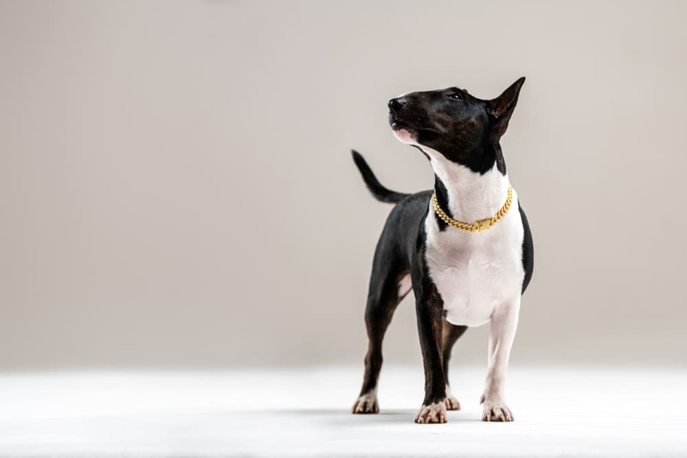Черно-белый бультерьер
