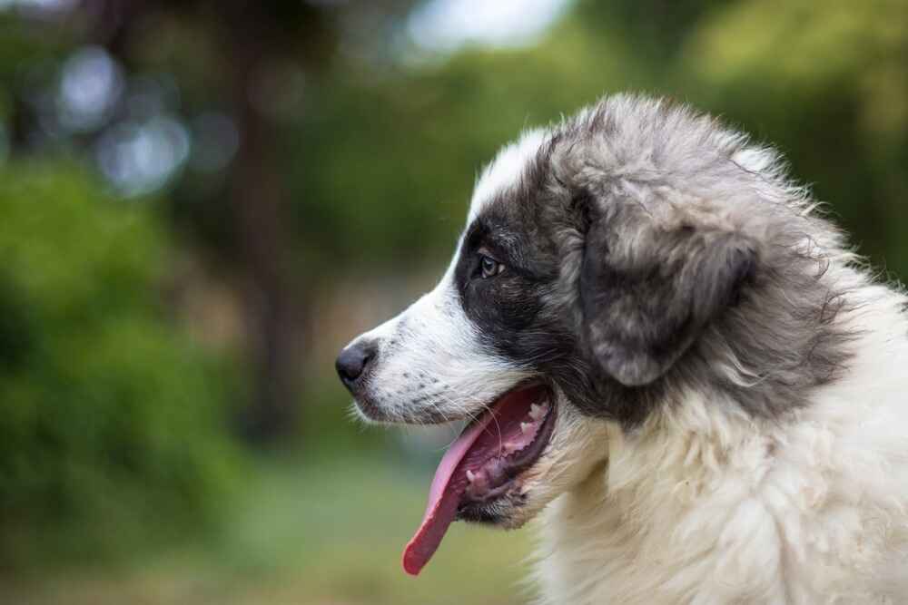 Пиренейский мастиф летом